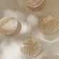 Hair clip - shell